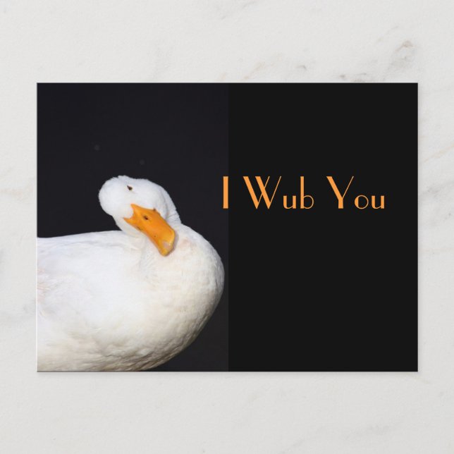 I Wub You, Cute White Duck Postcard (Front)