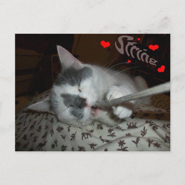 I WUV My String Postcard (Front)