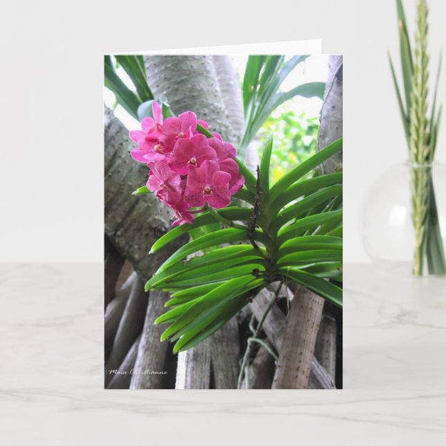 Iao Valley - Maui, Hawaii Card (Front)