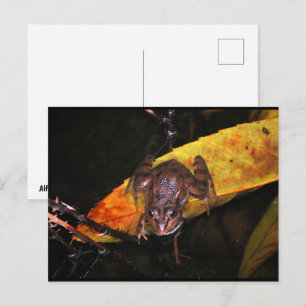 Iberian Water Frog on Leaf Postcard