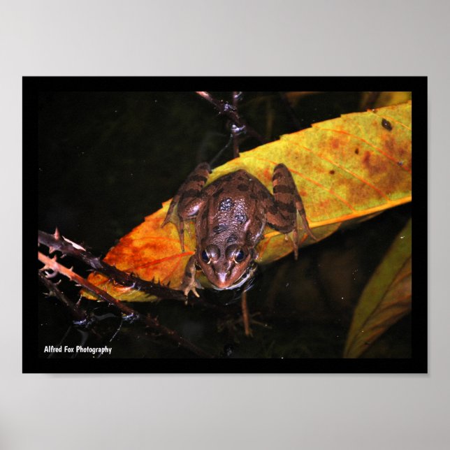 Iberian Water Frog on Leaf Poster (Front)