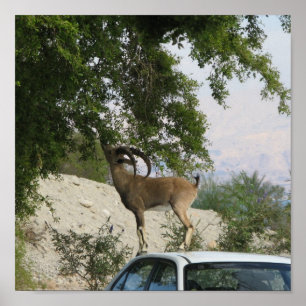 Ibex Driver Poster