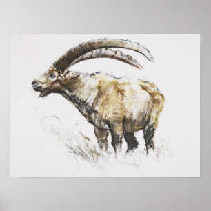 Ibex Noasca Poster
