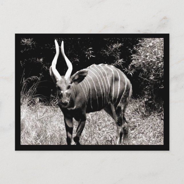 Ibex Postcard (Front)