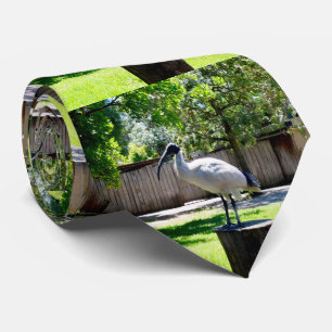Ibis (Bin Chicken) On A Log, Neck Tie