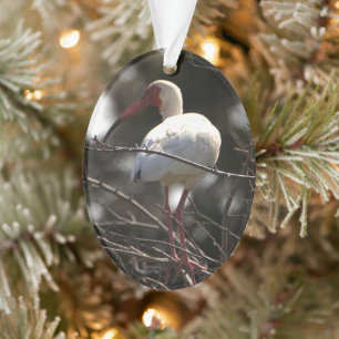 Ibis Bird Photo  Ornament
