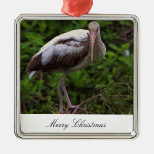 Ibis Bird Photo Ornament