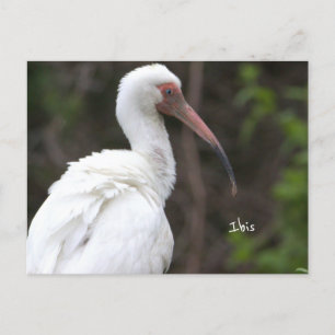 Ibis Bird Photo Postcard
