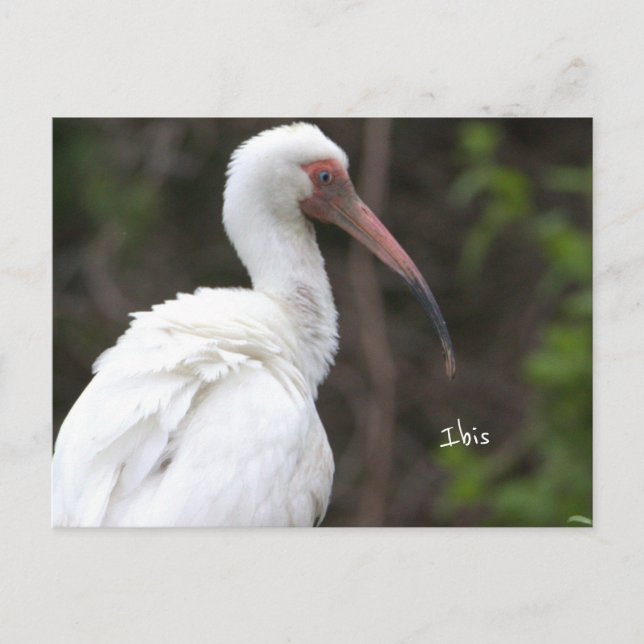 Ibis Bird Photo Postcard (Front)