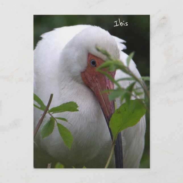 Ibis Bird Photo Postcard (Front)