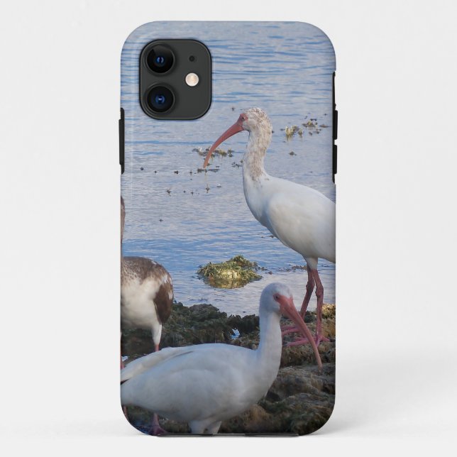 Ibis birds on the shore of Florida Bay Case-Mate iPhone Case (Back)
