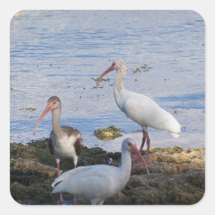 Ibis birds on the shore of Florida Bay Square Sticker