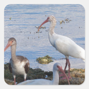 Ibis birds on the shore of Florida Bay Square Sticker