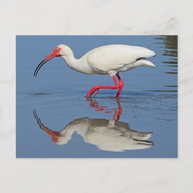 Ibis Coastal Bird Postcard (Front)