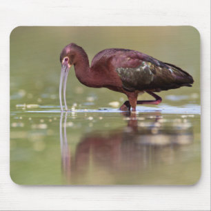 Ibis in the ponds  mouse pad