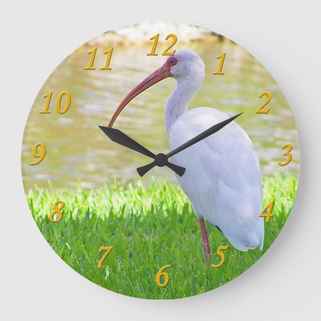 Ibis On One Leg Photograph Large Clock (Front)