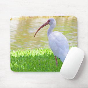 Ibis On One Leg Photograph Mouse Pad