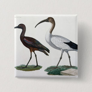 Ibises, from 'Description de l'Eypte', 1817 2 Inch Square Button