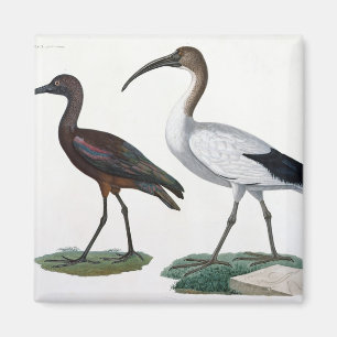 Ibises, from 'Description de l'Eypte', 1817 Magnet