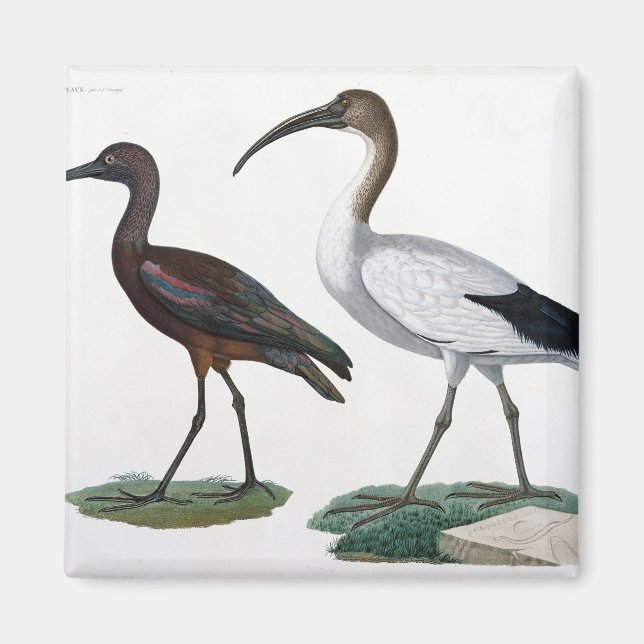 Ibises, from 'Description de l'Eypte', 1817 Magnet (Front)