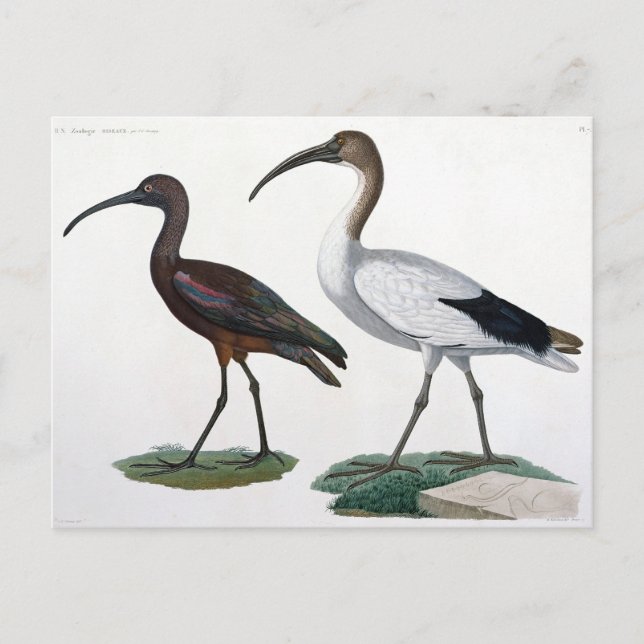 Ibises, from 'Description de l'Eypte', 1817 Postcard (Front)
