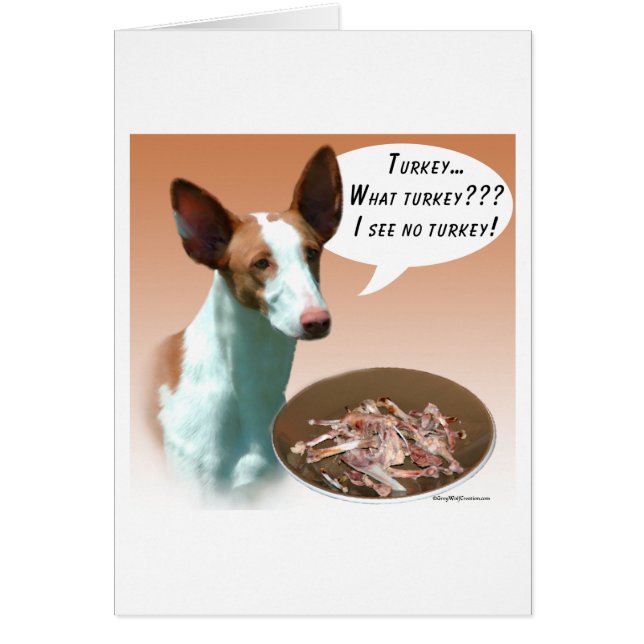 Ibizan Hound Turquie (Devant)