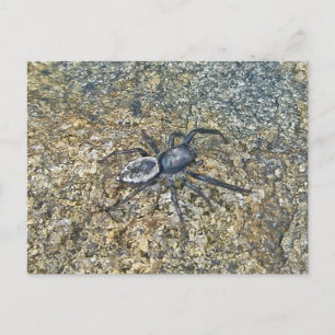 IBSP Jetty Spider Postcard