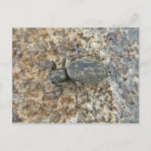 IBSP Jetty Spider Postcard