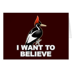 IBWO : Je veux croire