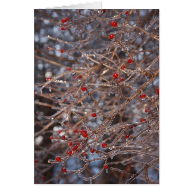Ice Berries (Front)