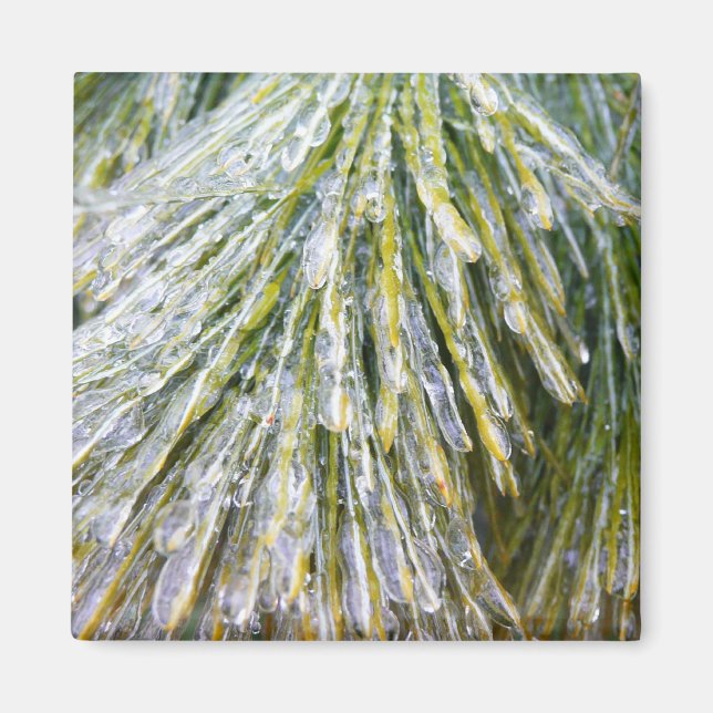 Ice Coated Pine Needles Winter Botanical Magnet (Front)