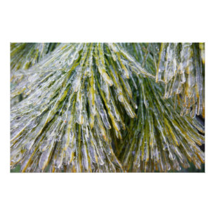 Ice Coated Pine Needles Winter Botanical Poster