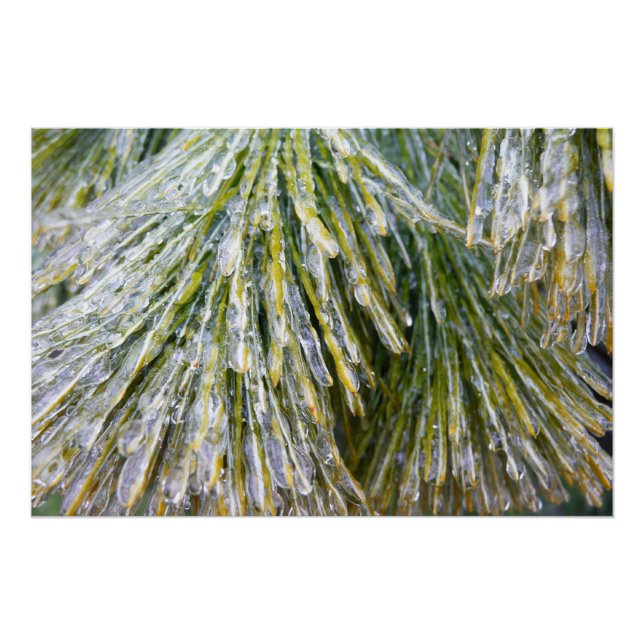 Ice Coated Pine Needles Winter Botanical Poster (Front)