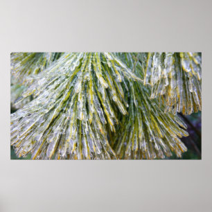 Ice Coated Pine Needles Winter Botanical Poster
