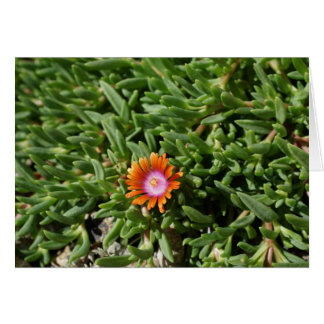 Ice Plant, Edgewood NM