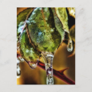 Ice Postcard