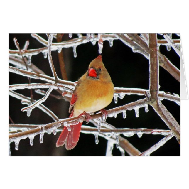 Ice Princess (Front Horizontal)