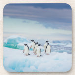Ice & Snow | Adelie Penguins Antarctica Coaster<br><div class="desc">This amazing Getty Images photo features a group of Adelie penguins rest on vivid blue ice in Antarctica.</div>