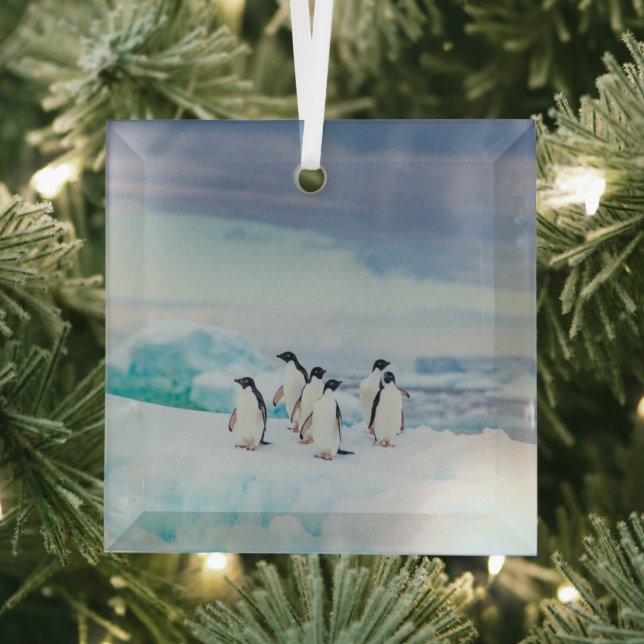 Ice & Snow | Adelie Penguins Antarctica Glass Ornament (Insitu)