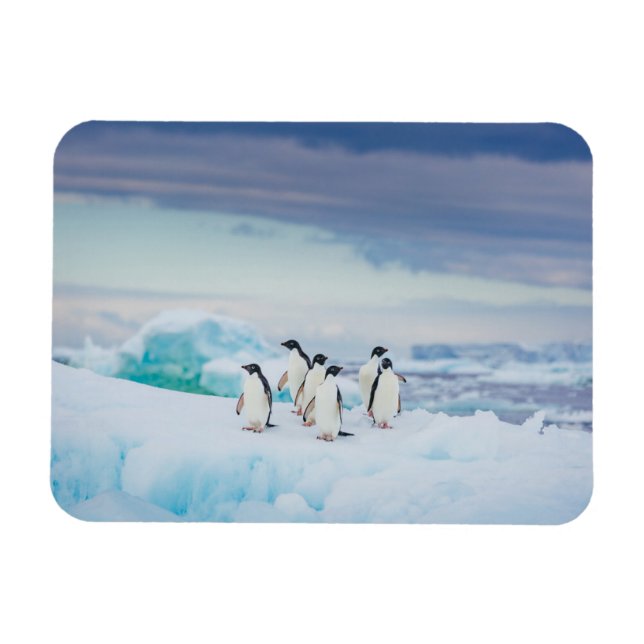 Ice & Snow | Adelie Penguins Antarctica Magnet (Horizontal)