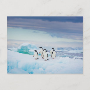 Ice & Snow Adelie Penguins Antarctica Postcard