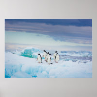 Ice & Snow | Adelie Penguins Antarctica