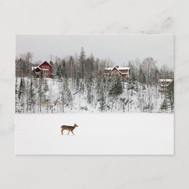 Ice & Snow | Deer in Snow Quebec, Canada Postcard (Front)
