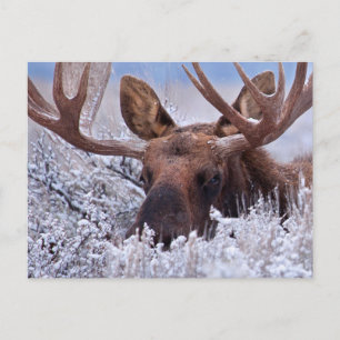 Ice & Snow   Grand Teton National Park, Wyoming Postcard