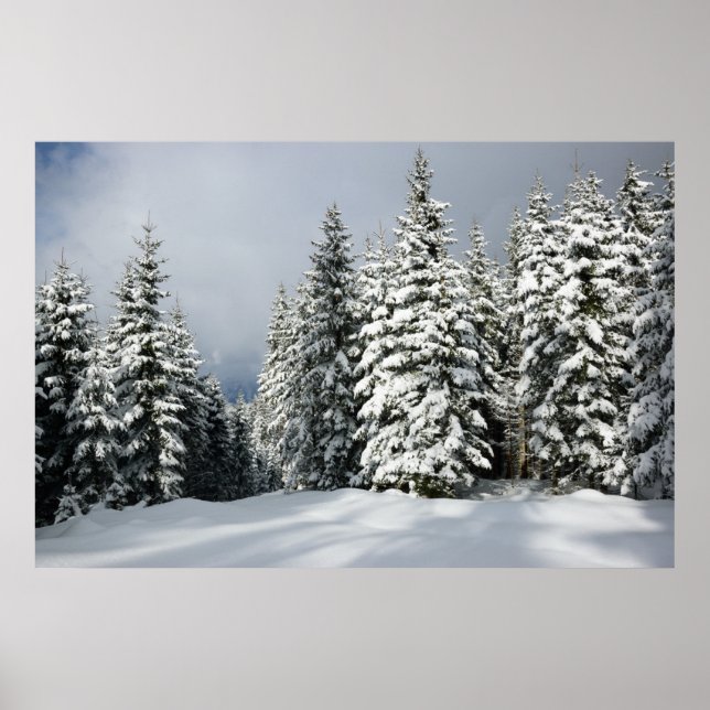 Ice & Snow | Pine Woodland, Austria Poster (Front)