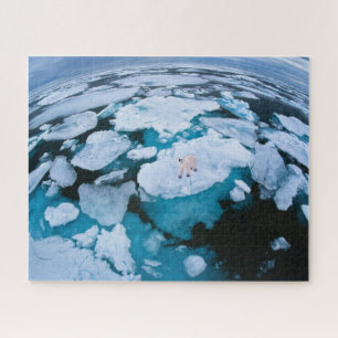 Ice & Snow   Polar Bear, Arctic Ocean, Svalbard Jigsaw Puzzle