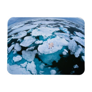 Ice & Snow   Polar Bear, Arctic Ocean, Svalbard Magnet