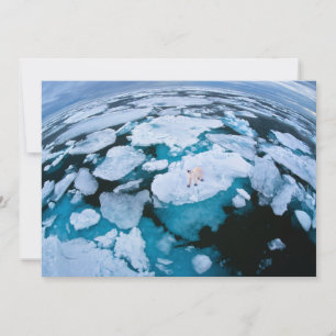 Ice & Snow Polar Bear, Arctic Ocean, Svalbard Thank You Card