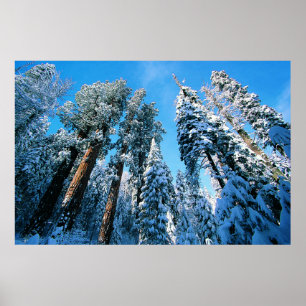 Ice & Snow Sequoia National Park, California Poster