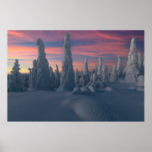 Ice & Snow   Snow Covered Trees, Lapland, Finland Poster